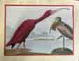 Audubon Scarlet Ibis lithograph, small size