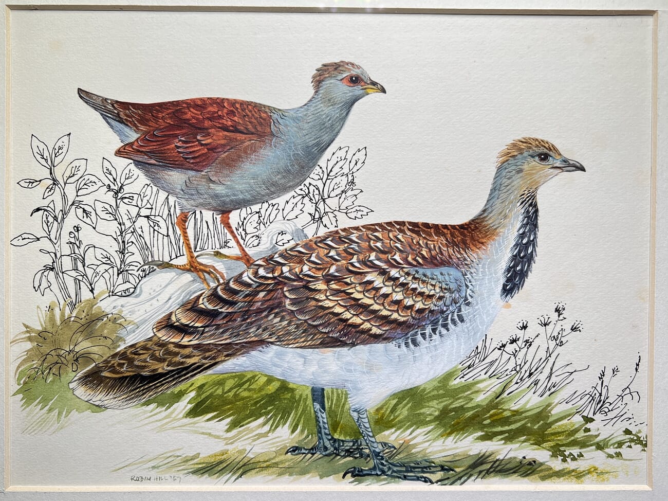 Mallee Fowl, the original illustration used in Australian Birds by Robin Hill, 1967