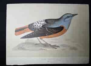 "A History of British Birds", by The Rev. F. O. Morris B.A., published by George Bell & Sons., London