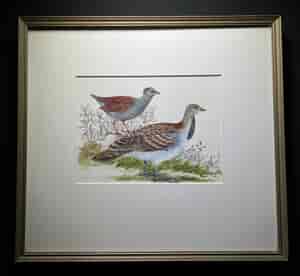 Mallee Fowl, the original illustration used in Australian Birds by Robin Hill, 1967