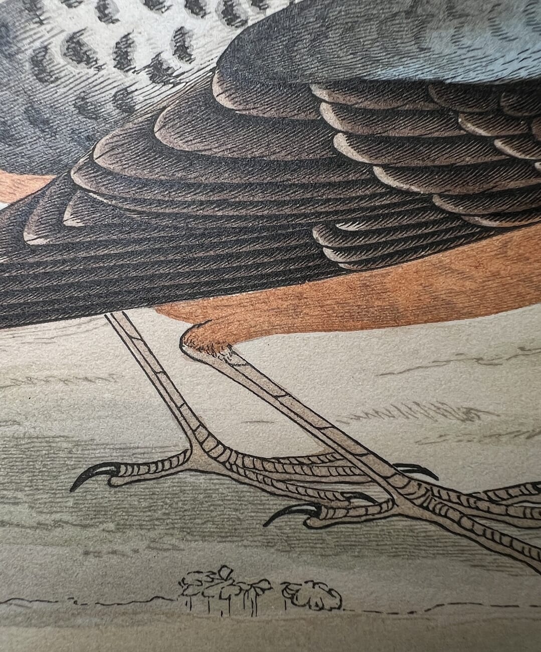 "A History of British Birds", by The Rev. F. O. Morris B.A., published by George Bell & Sons., London