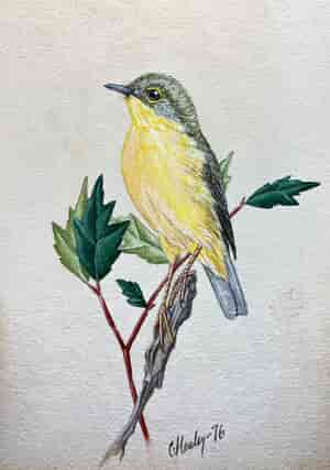 Papuan Microeca Flycatcher, signed C. Healey 76