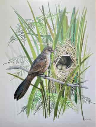 Noisy Scrub-bird watercolour