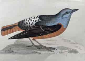 Hand Coloured Bird Print 'Rock Thrush', by Rev. Morris 1868