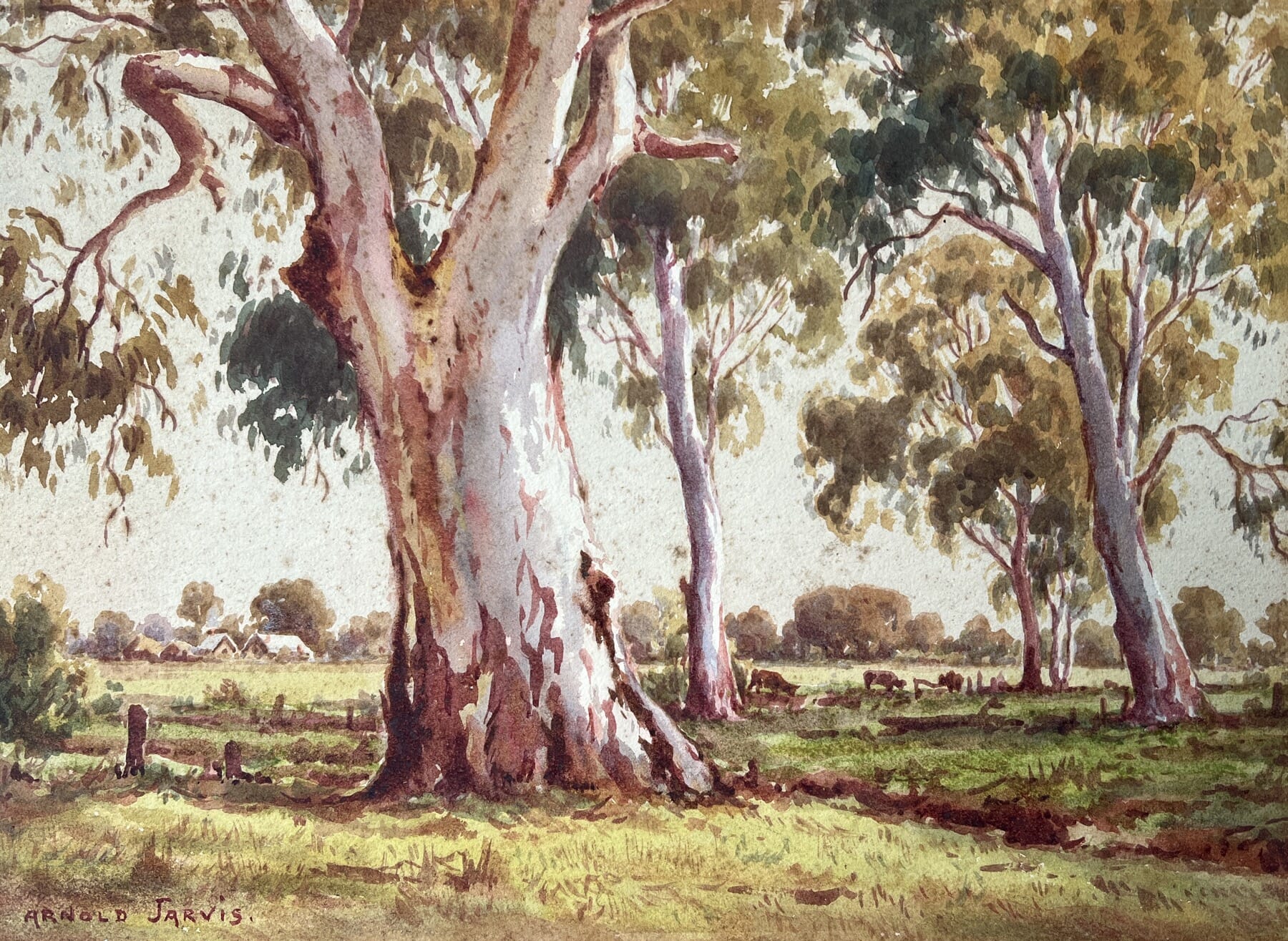 Arnold Jarvis - "Old Gums, Freshwater Creek" circa 1900