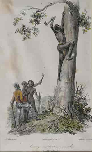 'Sauvage climbing a tree', From Jacques Arago's 'Souvenirs d'un aveugle, Voyage Autour du Monde', 1839