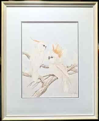 Neville W Cayley 'Sulphur-Crested Cockatoos' watercolour, early 20th c.