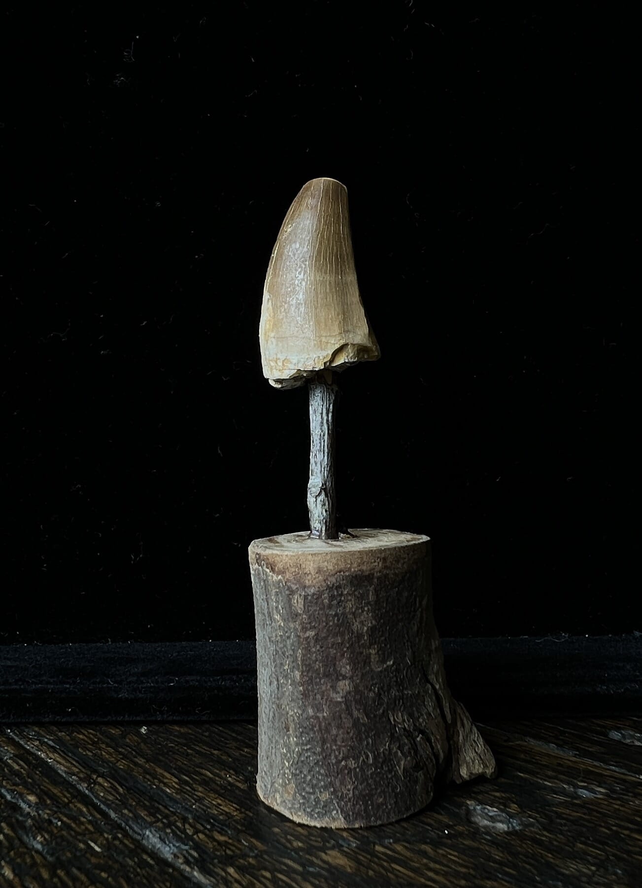 Large Fossil Mosasaur Dinosaur Tooth, Morocco, 100 million yrs