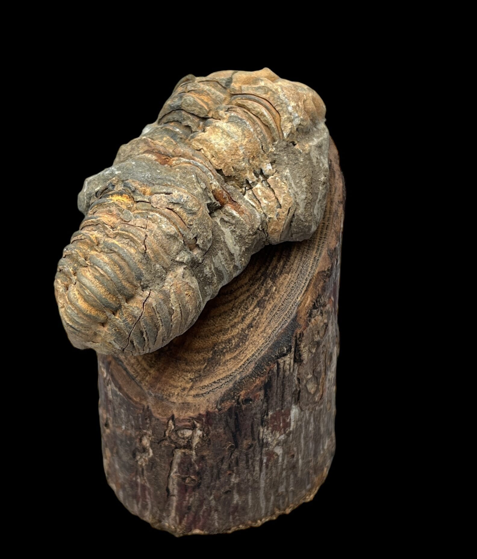 Fossil Ammonite 10109