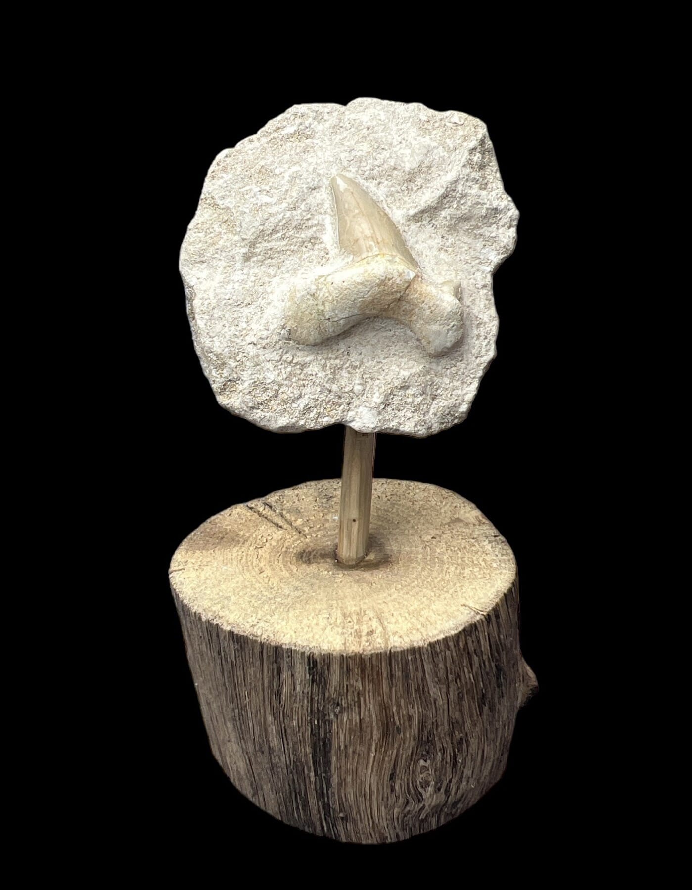 Fossil Shark Tooth Geelong