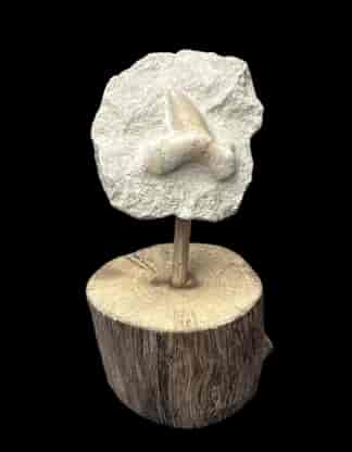 Fossil Shark Tooth Geelong