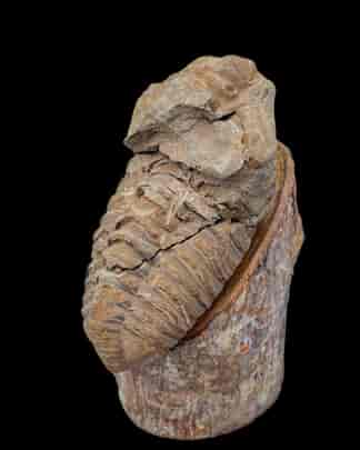 Trilobite - phacops