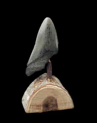 Megladon Giant Shark Tooth Fossil, Geelong