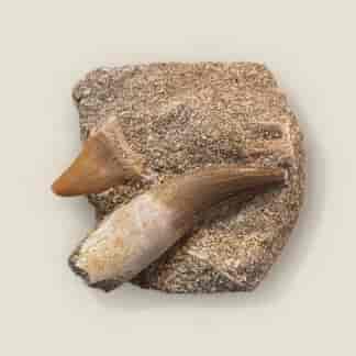 Fossil Plesiosaur tooth in rock, Plesiosaurus mauritanicus sp., 100 million years old, Morocco