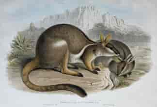 John Gould lithograph, Petrogale xanthopus, Gray - Yellow-footed Rock Wallaby, 1855-63