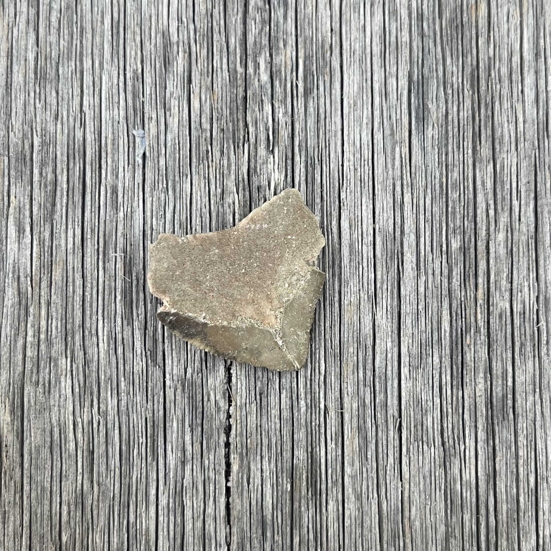 Fossil Shark Tooth, 70 million years old