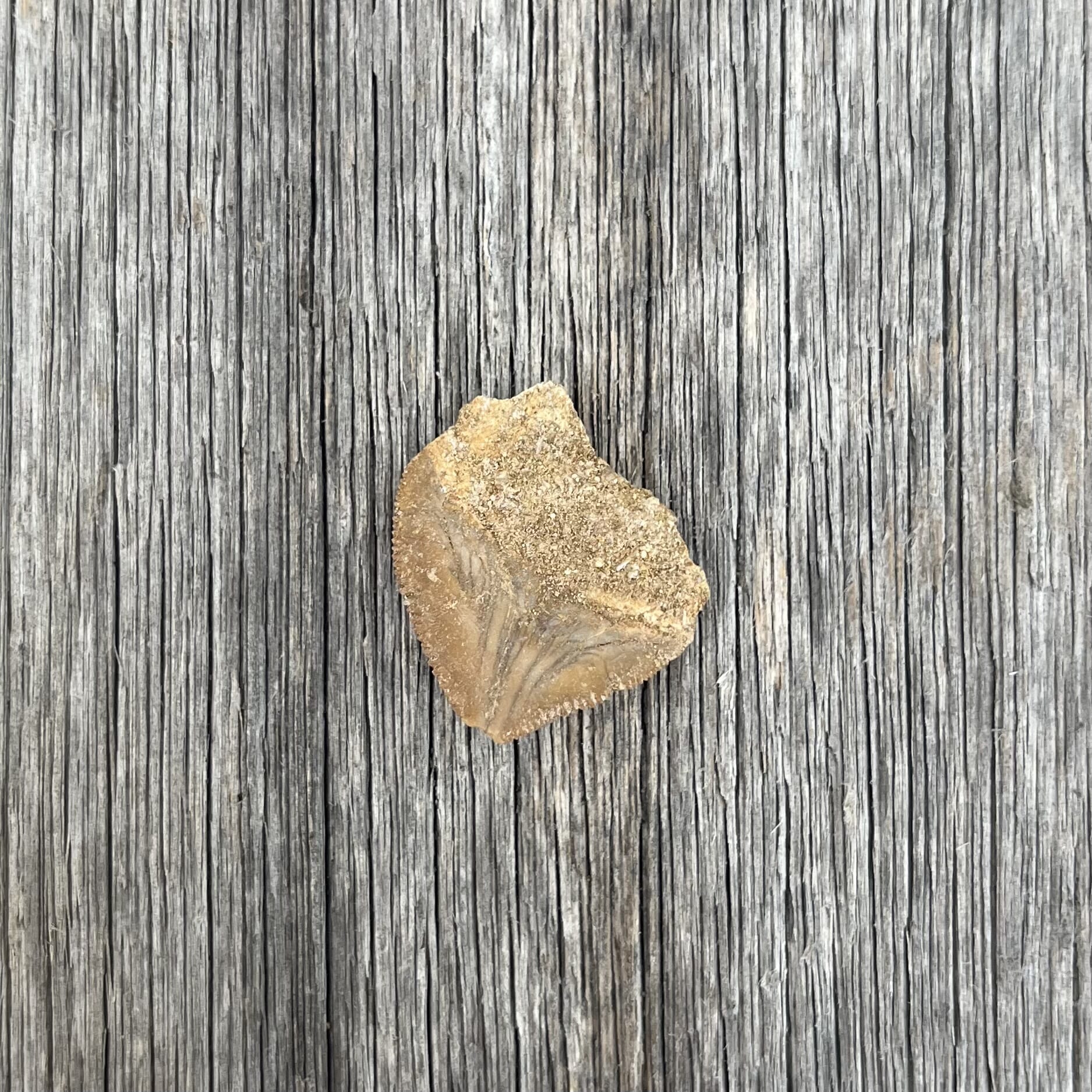Fossil shark tooth, 70 million years old