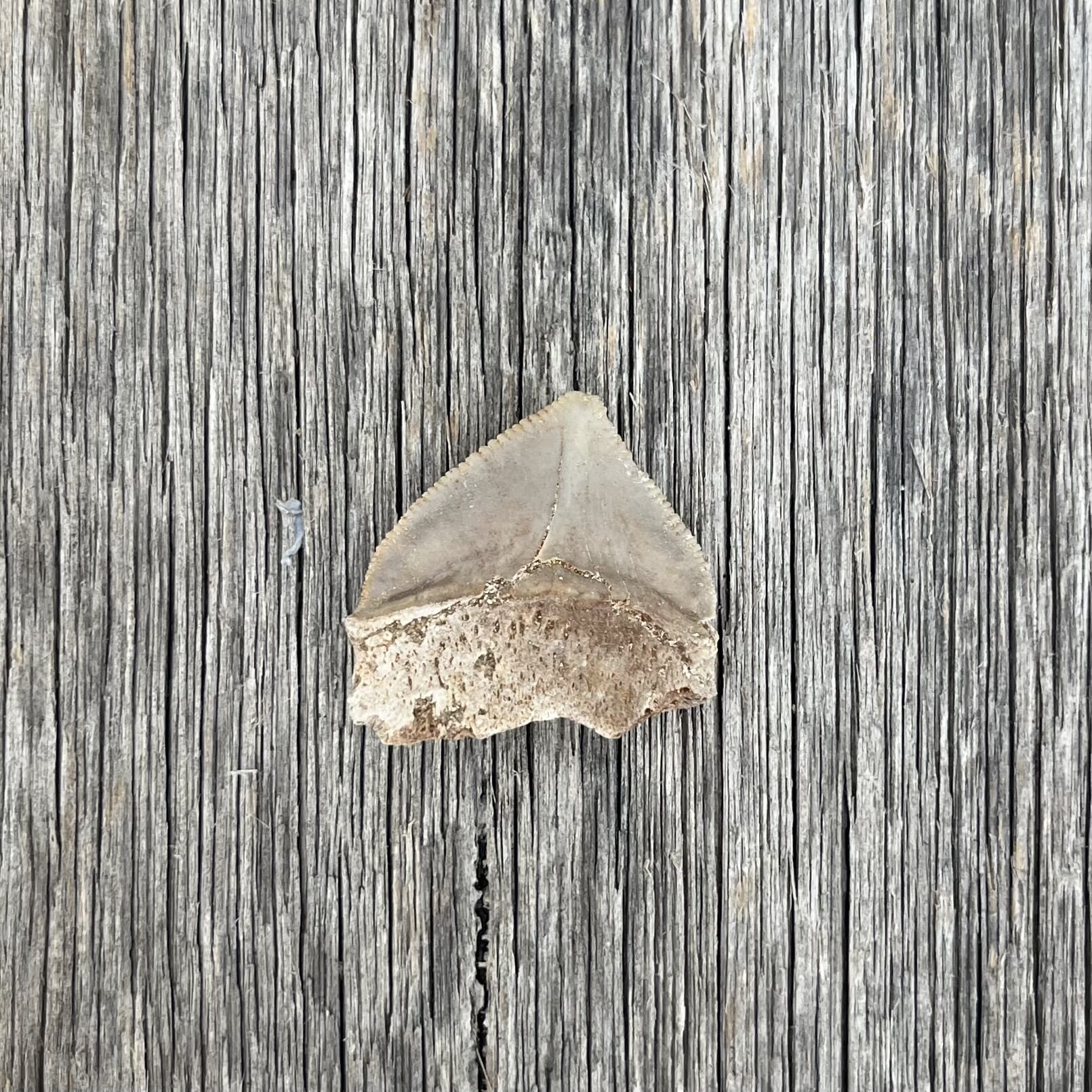 Fossil shark tooth, 70 million years old