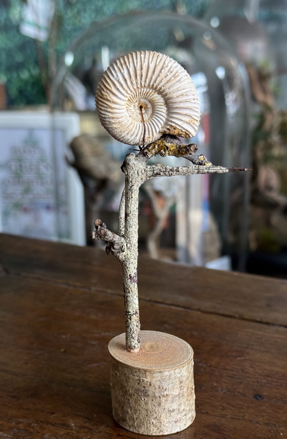 Mounted fossil Ammonite, Cleoniceras sp. from Madagascar, 180 million years old